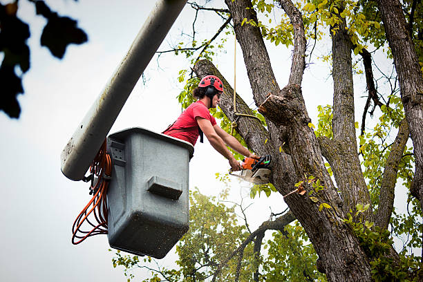 How Our Tree Care Process Works  in  Cheraw, SC